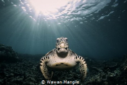 Green Sea Turtle by Wawan Mangile 